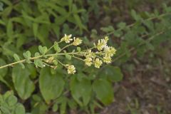 Hairy Bushclover, Lespedeza hirta