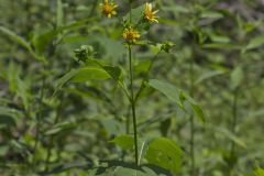 Hairy Leafcup, Smallanthus uvedalius