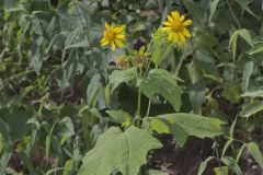 Hairy Leafcup, Smallanthus uvedalius