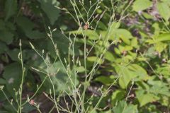 Hairy Lettuce, Lactuca hirsuta