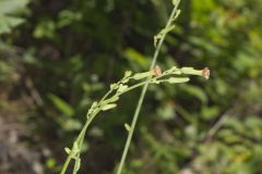 Hairy Lettuce, Lactuca hirsuta