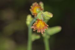 Hairy Lettuce, Lactuca hirsuta