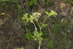 Hairyjoint Meadowparsnip, Thaspium chapmanii