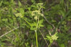 Hairyjoint Meadowparsnip, Thaspium chapmanii