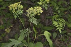 Hairyjoint Meadowparsnip, Thaspium chapmanii