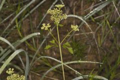 Hairyjoint Meadowparsnip, Thaspium chapmanii