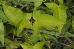 Halberd-leaved Tearthumb, Polygonum arifolium