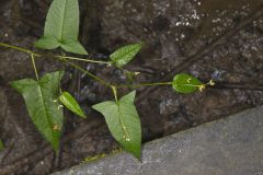 Halberd-leaved Tearthumb, Polygonum arifolium