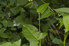 Halberd-leaved Tearthumb, Polygonum arifolium