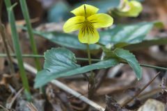 Halberd-leaved Violet, Viola hastata