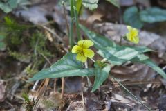 Halberd-leaved Violet, Viola hastata