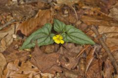 Halberd-leaved Violet, Viola hastata