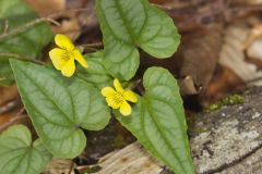 Halberd-leaved Violet, Viola hastata