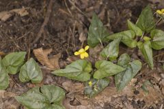 Halberd-leaved Violet, Viola hastata