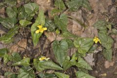 Halberd-leaved Violet, Viola hastata