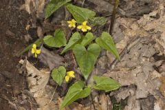 Halberd-leaved Violet, Viola hastata