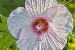 Halberd-leaf Rosemallow, Hibiscus laevis