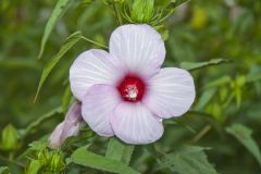 Halberd-leaf Rosemallow, Hibiscus laevis