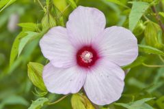 Halberd-leaf Rosemallow, Hibiscus laevis