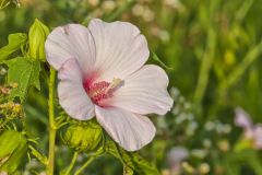 Halberd-leaf Rosemallow, Hibiscus laevis