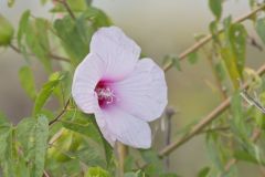 Halberd-leaf Rosemallow, Hibiscus laevis