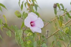 Halberdleaf Rosemallow, Hibiscus laevis