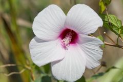 Halberdleaf Rosemallow, Hibiscus laevis