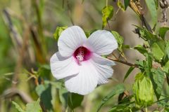 Halberdleaf Rosemallow, Hibiscus laevis