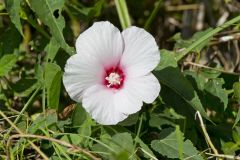 Halberdleaf Rosemallow, Hibiscus laevis