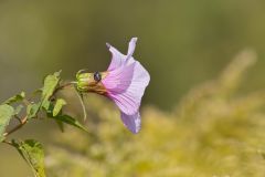 Halberdleaf Rosemallow, Hibiscus laevis