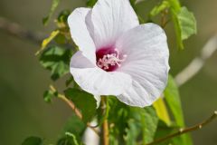 Halberdleaf Rosemallow, Hibiscus laevis