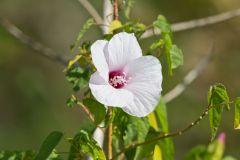 Halberdleaf Rosemallow, Hibiscus laevis