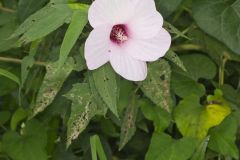 Halberdleaf Rosemallow, Hibiscus laevis