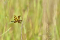 Halloween Pennant, Celithemis eponina