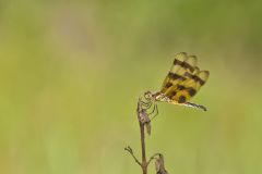 Halloween Pennant, Celithemis eponina