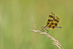 Halloween Pennant, Celithemis eponina