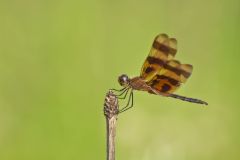 Halloween Pennant, Celithemis eponina