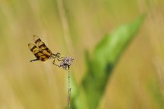 Halloween Pennant, Celithemis eponina