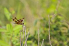 Halloween Pennant, Celithemis eponina