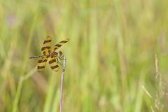 Halloween Pennant, Celithemis eponina