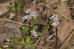 Harbinger of spring, Erigenia bulbosa