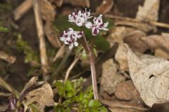 Harbinger of spring, Erigenia bulbosa