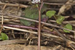 Harbinger of spring, Erigenia bulbosa