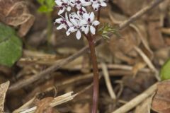 Harbinger of spring, Erigenia bulbosa