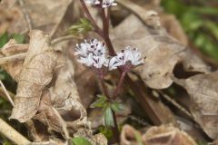 Harbinger of spring, Erigenia bulbosa