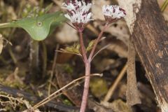 Harbinger of spring, Erigenia bulbosa