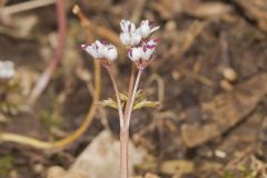 Harbinger of spring, Erigenia bulbosa