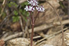 Harbinger of spring, Erigenia bulbosa