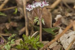 Harbinger of spring, Erigenia bulbosa