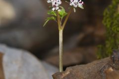 Harbinger of spring, Erigenia bulbosa